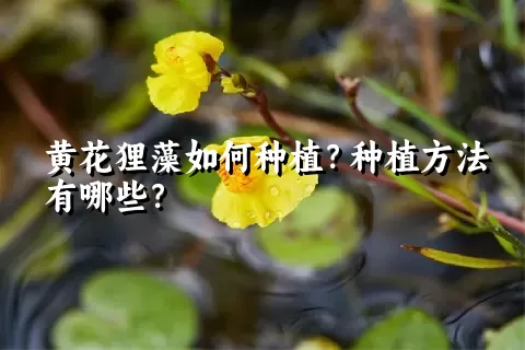 黄花狸藻如何种植？种植方法有哪些？