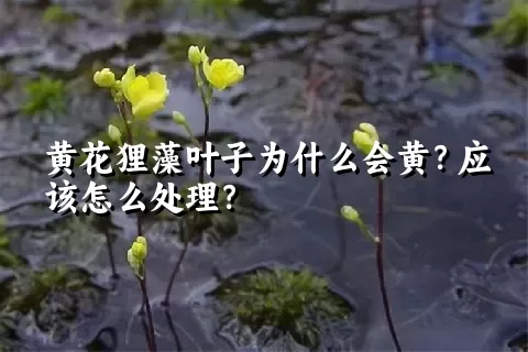 黄花狸藻叶子为什么会黄？应该怎么处理？