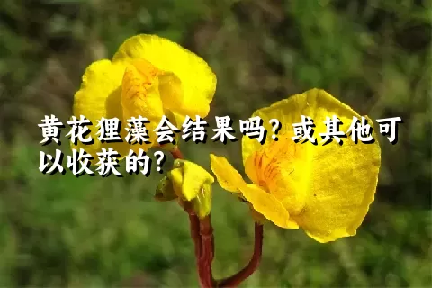 黄花狸藻会结果吗？或其他可以收获的？