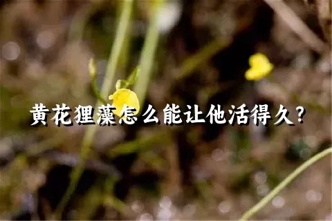 黄花狸藻怎么能让他活得久？