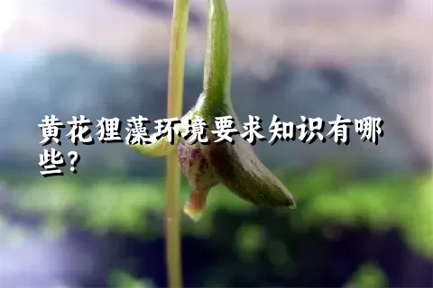 黄花狸藻环境要求知识有哪些？