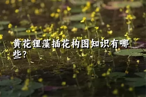 黄花狸藻插花构图知识有哪些？