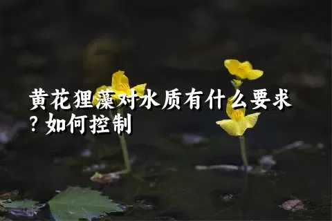 黄花狸藻对水质有什么要求？如何控制