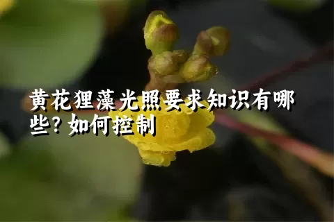 黄花狸藻光照要求知识有哪些？如何控制