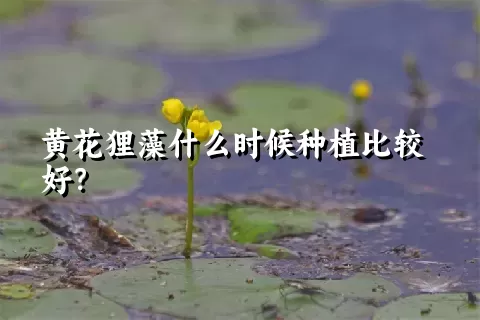 黄花狸藻什么时候种植比较好？