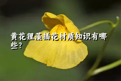 黄花狸藻插花材质知识有哪些？