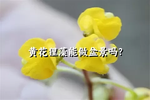 黄花狸藻能做盆景吗？