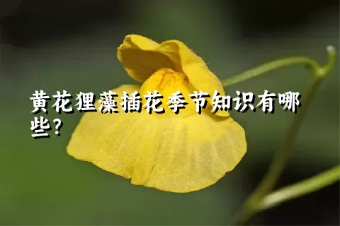 黄花狸藻插花季节知识有哪些？