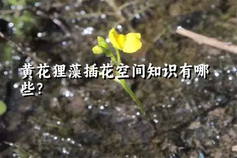 黄花狸藻插花空间知识有哪些？