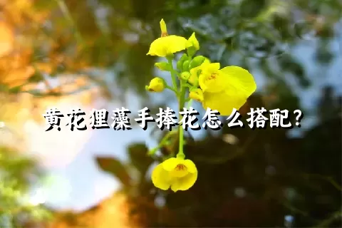 黄花狸藻手捧花怎么搭配？