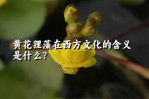 黄花狸藻在西方文化的含义是什么？