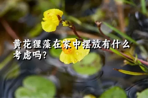 黄花狸藻在家中摆放有什么考虑吗？