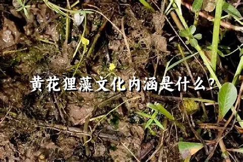 黄花狸藻文化内涵是什么？