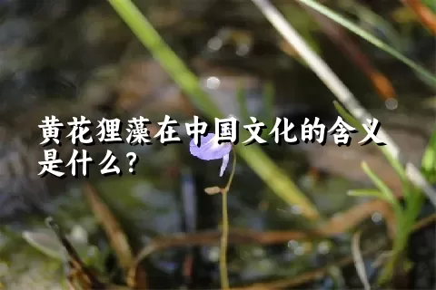 黄花狸藻在中国文化的含义是什么？