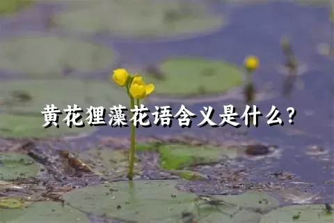 黄花狸藻花语含义是什么？