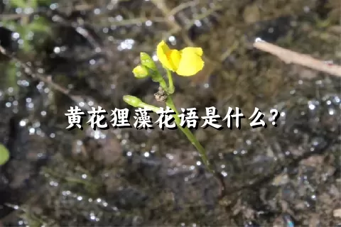 黄花狸藻花语是什么？