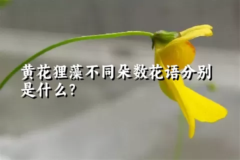 黄花狸藻不同朵数花语分别是什么？