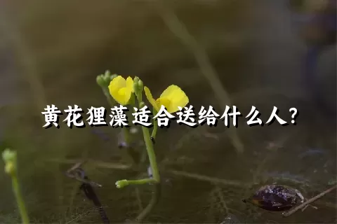 黄花狸藻适合送给什么人？