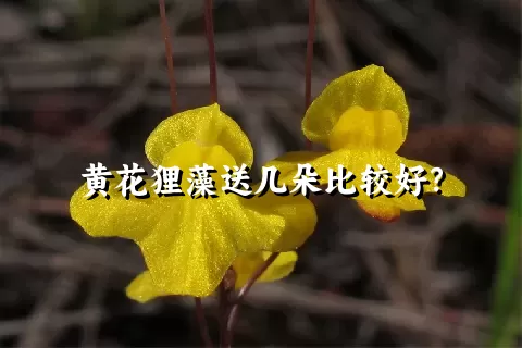 黄花狸藻送几朵比较好？