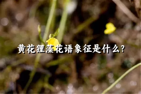 黄花狸藻花语象征是什么？