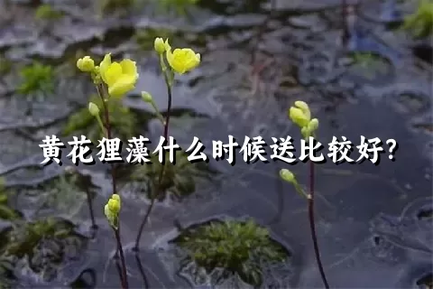 黄花狸藻什么时候送比较好？