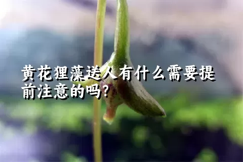 黄花狸藻送人有什么需要提前注意的吗？