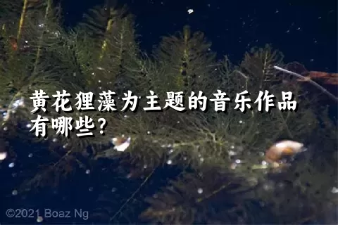 黄花狸藻为主题的音乐作品有哪些？