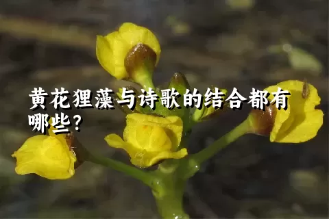 黄花狸藻与诗歌的结合都有哪些？