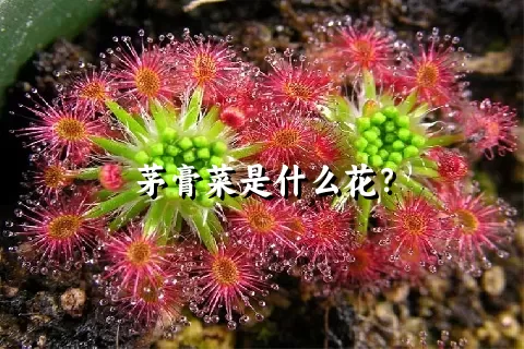 茅膏菜是什么花？