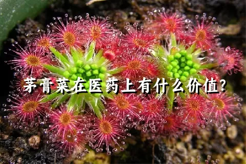 茅膏菜在医药上有什么价值？