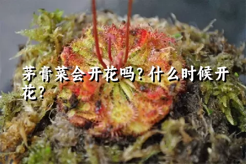 茅膏菜会开花吗？什么时候开花？