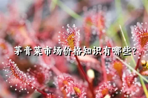 茅膏菜市场价格知识有哪些？