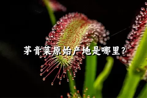 茅膏菜原始产地是哪里？