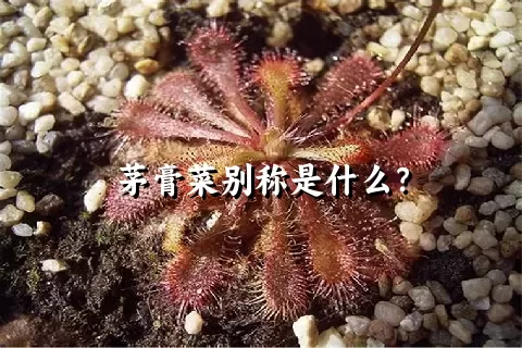 茅膏菜别称是什么？