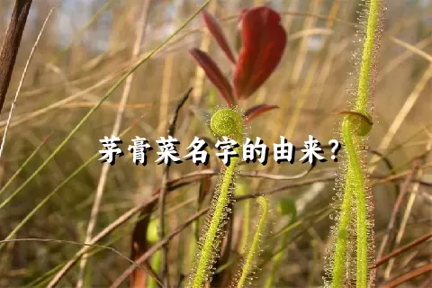 茅膏菜名字的由来？