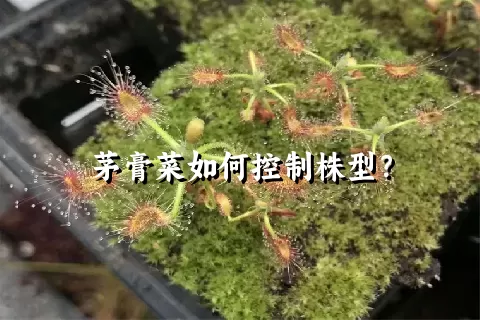 茅膏菜如何控制株型？