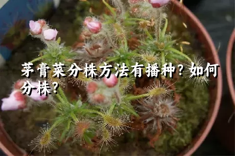 茅膏菜分株方法有播种？如何分株？