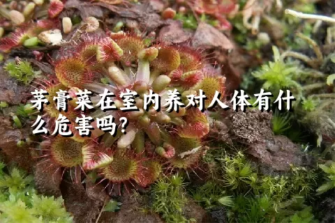 茅膏菜在室内养对人体有什么危害吗？