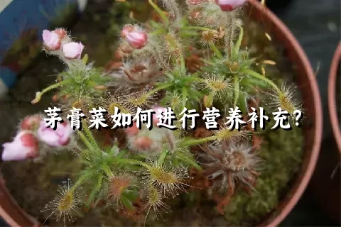 茅膏菜如何进行营养补充？