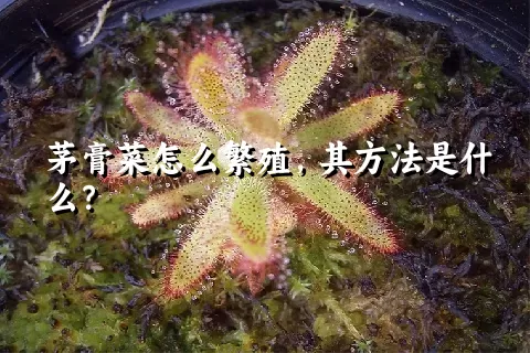 茅膏菜怎么繁殖，其方法是什么？