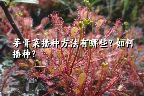 茅膏菜播种方法有哪些？如何播种？