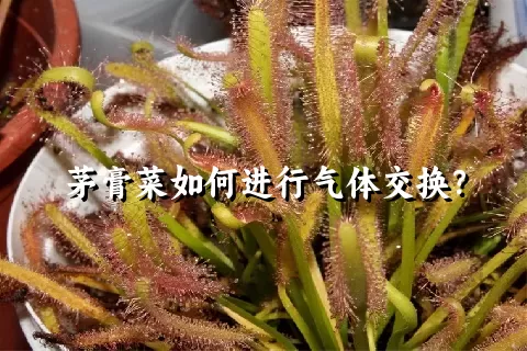 茅膏菜如何进行气体交换？