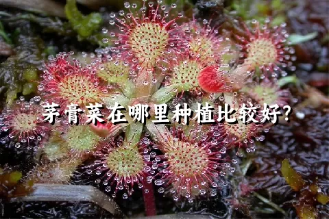 茅膏菜在哪里种植比较好？