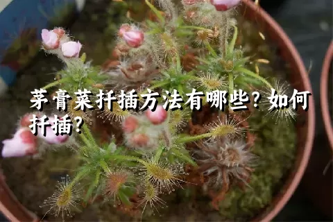 茅膏菜扦插方法有哪些？如何扦插？