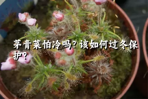 茅膏菜怕冷吗？该如何过冬保护？