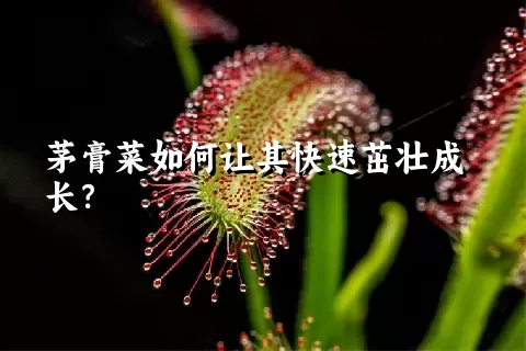 茅膏菜如何让其快速茁壮成长？