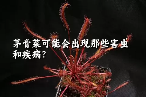 茅膏菜可能会出现那些害虫和疾病？