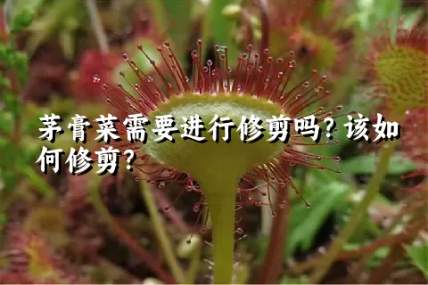 茅膏菜需要进行修剪吗？该如何修剪？