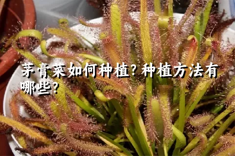 茅膏菜如何种植？种植方法有哪些？