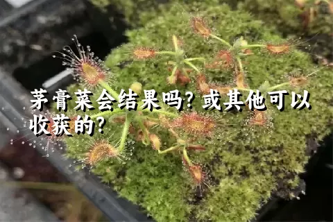 茅膏菜会结果吗？或其他可以收获的？